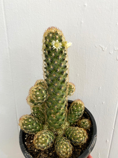 Mammillaria elongata 'Gold Lace Cactus' - 3" Pot