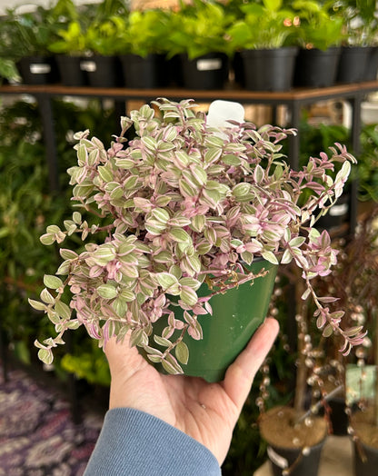 pink panther succulent Callisia repens 'Pink Panther' – Snakeroot Botanicals