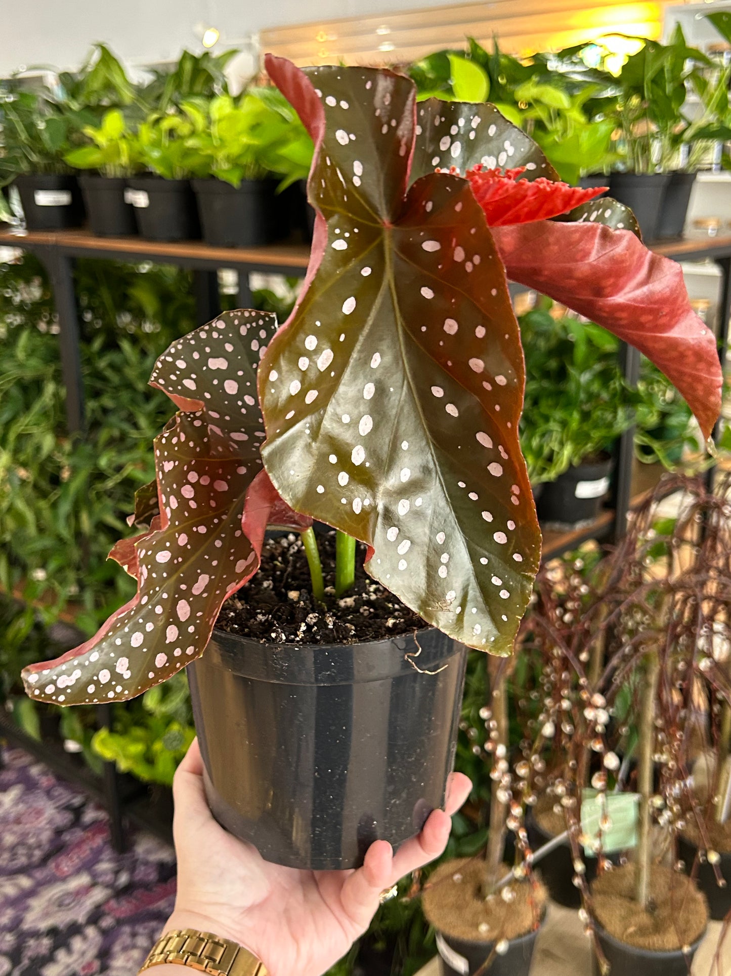 Begonia maculata 'Cracklin Rosie' - 6" Pot