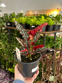 Begonia 'Spotlight Dark' - 4.5" Pot