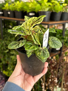 Peperomia 'Buenos Aires' - 3" Pot