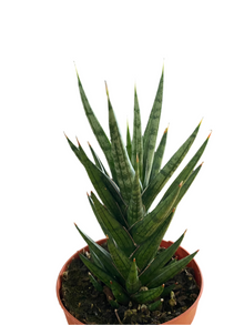 Sansevieria francisii 'Raccoon's Tail'