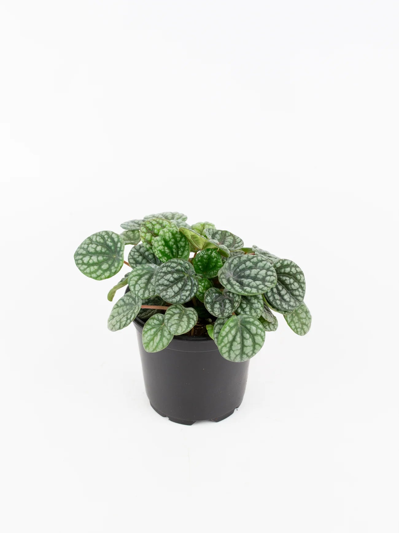 Peperomia 'Burbella'