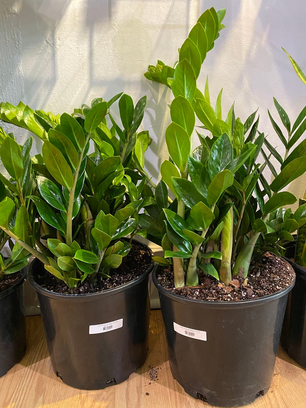 Zamioculcas Zamiifolia 'ZZ Plant'