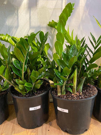 Zamioculcas Zamiifolia 'ZZ Plant'