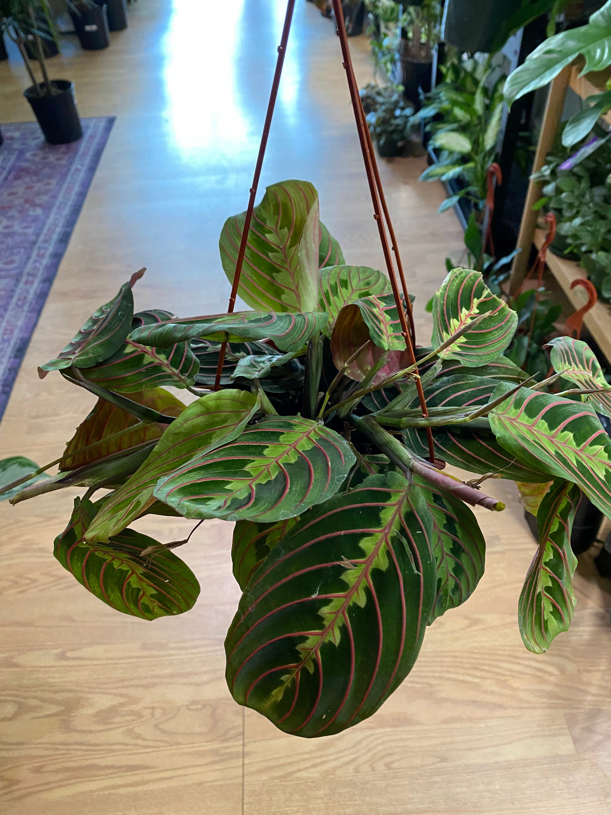 prayer plant new leaves Red Prayer Plant - Maranta