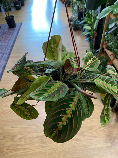 red prayer plant scientific name Maranta Red "Prayer Plant" – Snakeroot Botanicals