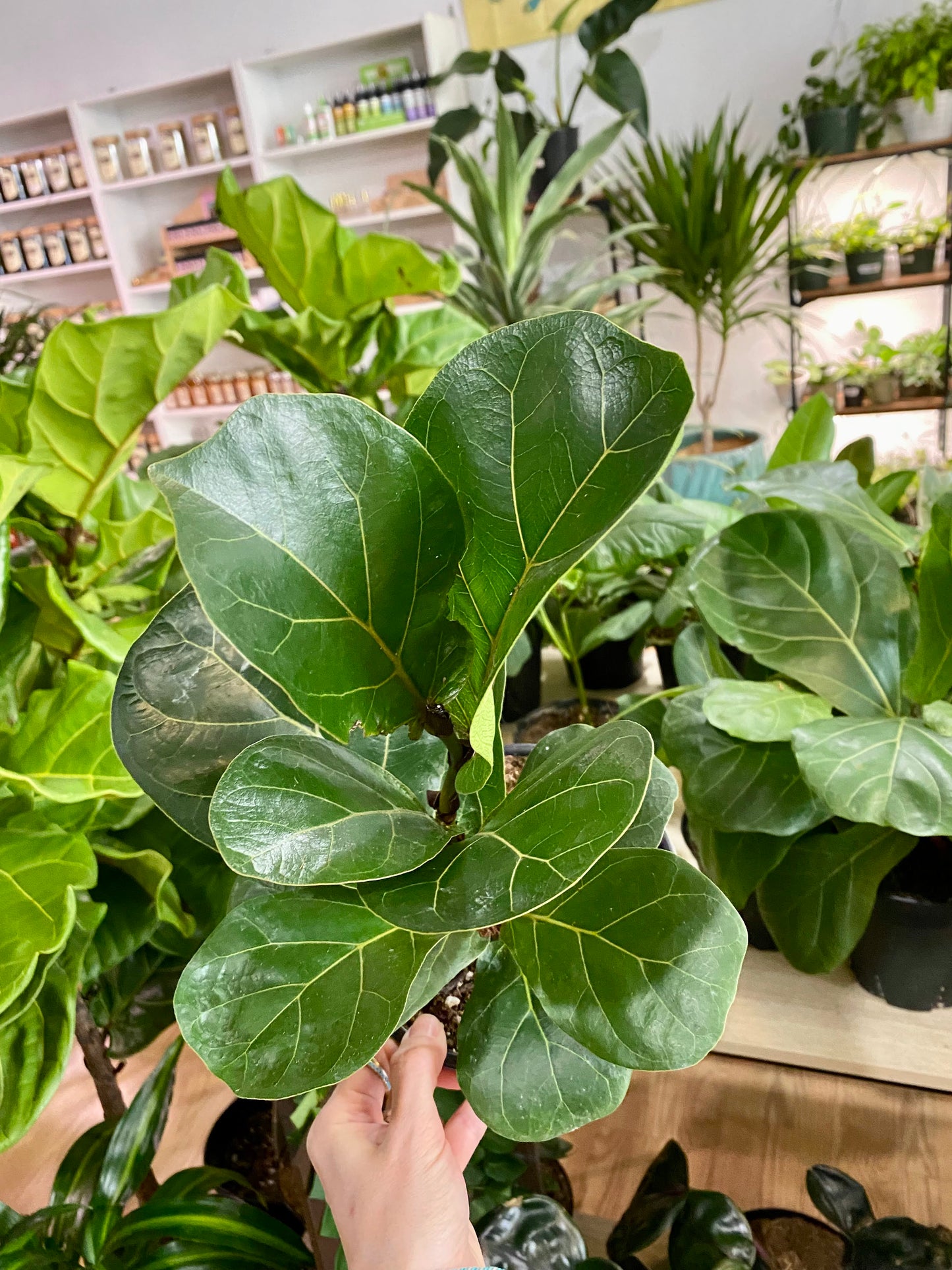 Ficus Lyrata 'Fiddle-Leaf Fig'