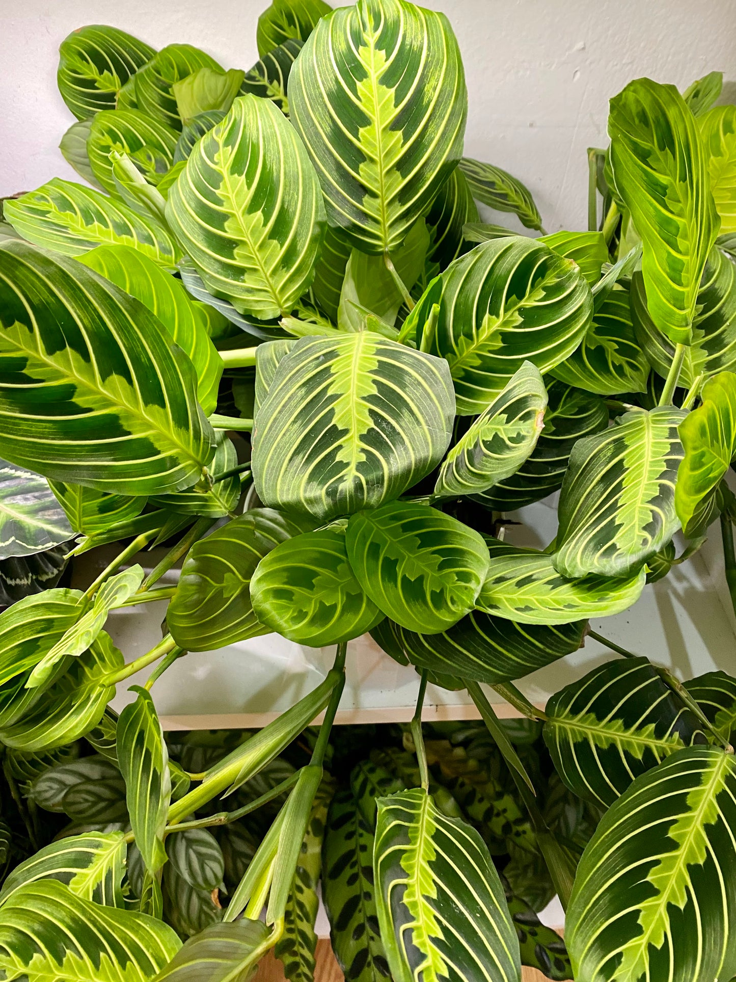 Maranta Lemon Lime 'Prayer Plant'