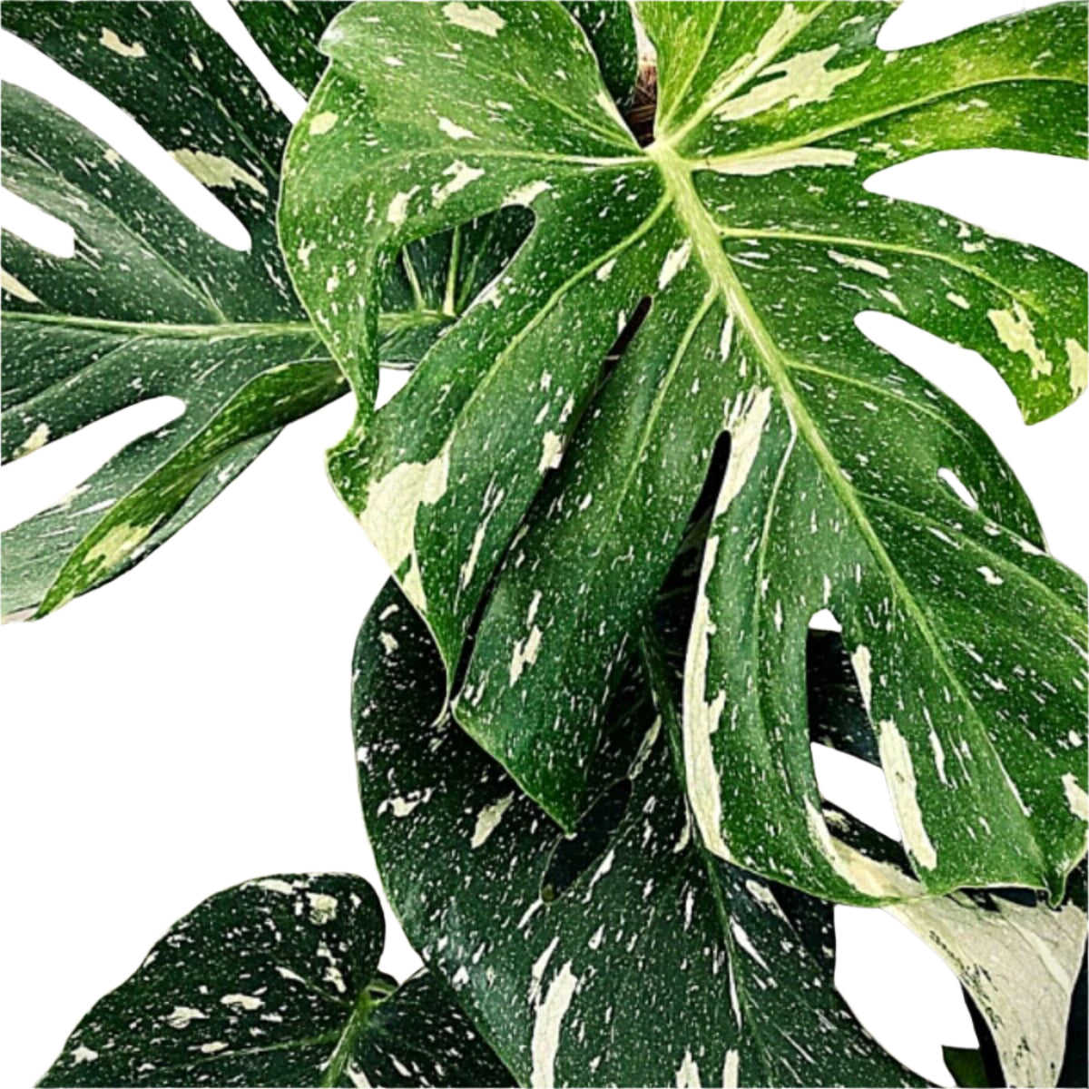 Philodendron 'Thai Constellation'