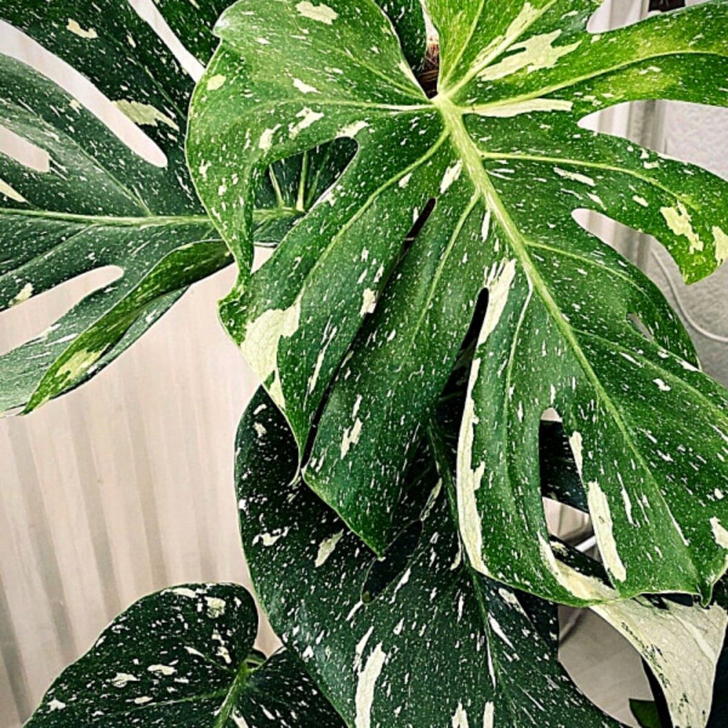 Philodendron 'Thai Constellation'