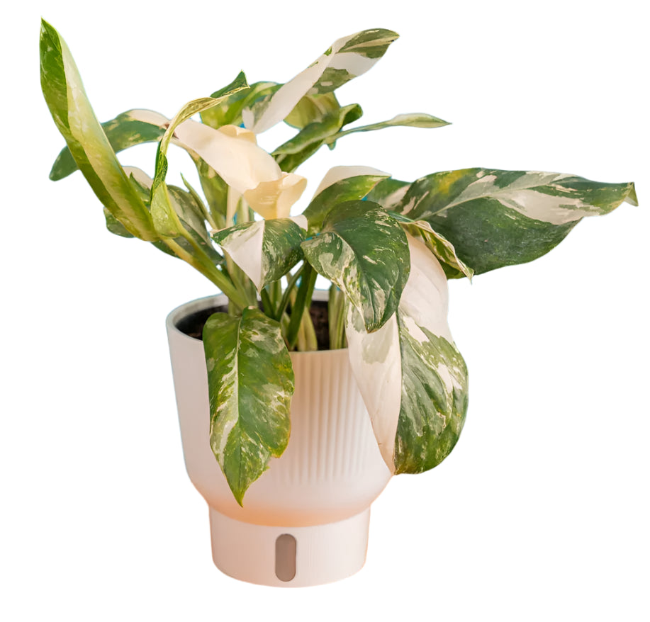 Monstera lechierana '