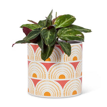 Large Oasis Arch Planter - 6.5"D