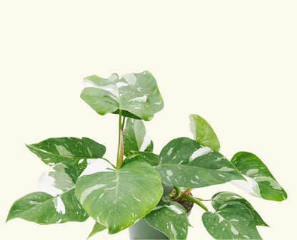 Philodendron 'White Princess' - 3" Pot