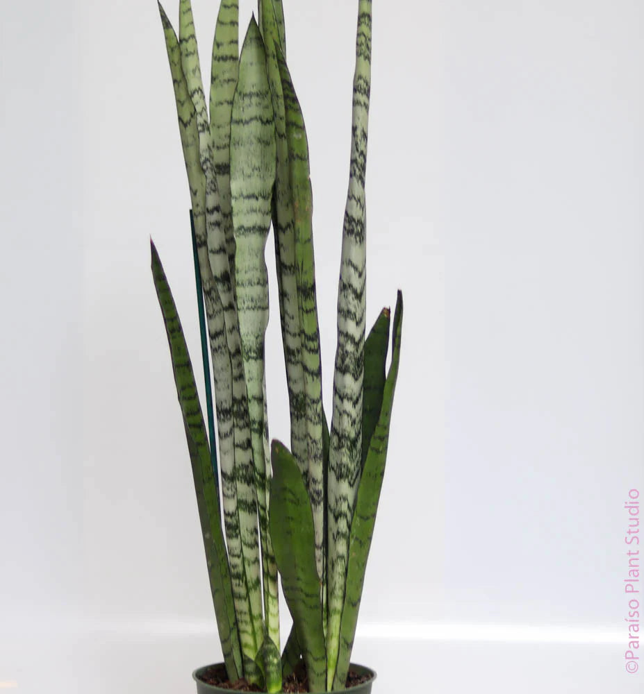 Sansevieria 'Spearmint'