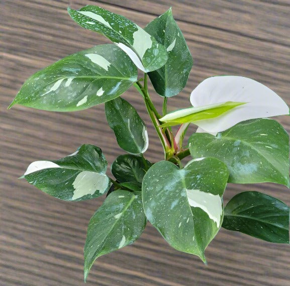 Philodendron 'White Wizard'