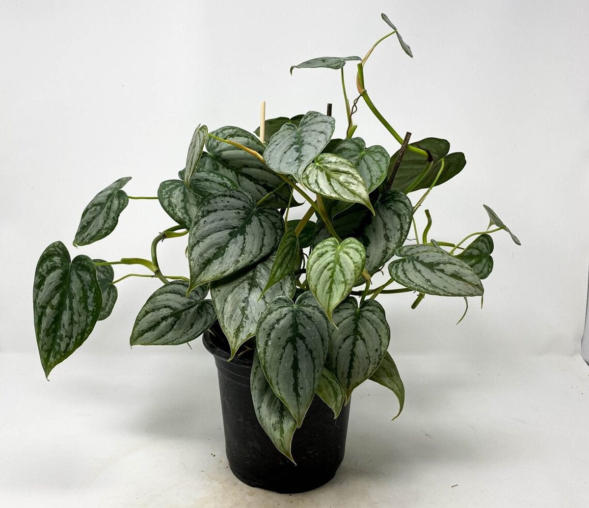 Philodendron 'Brandtianum'