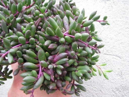 Othonna capensis 'Purple Flush'