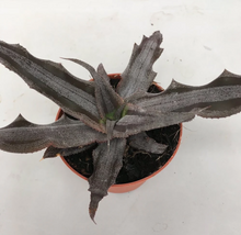 Cryptanthus 'Creme Brulee'