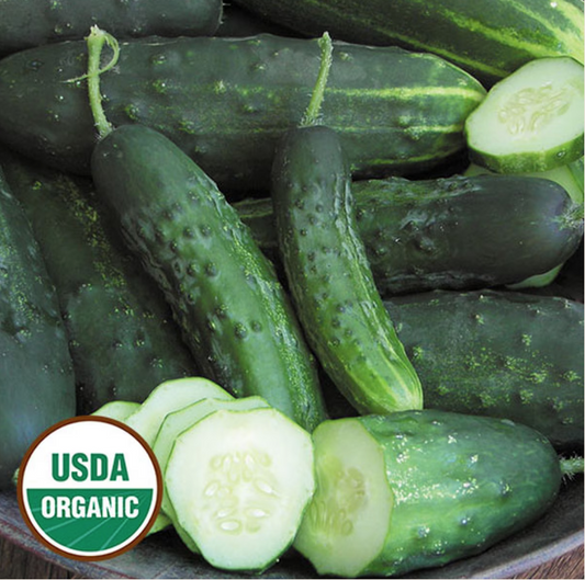 Cucumber, Early Fortune Organic Seeds