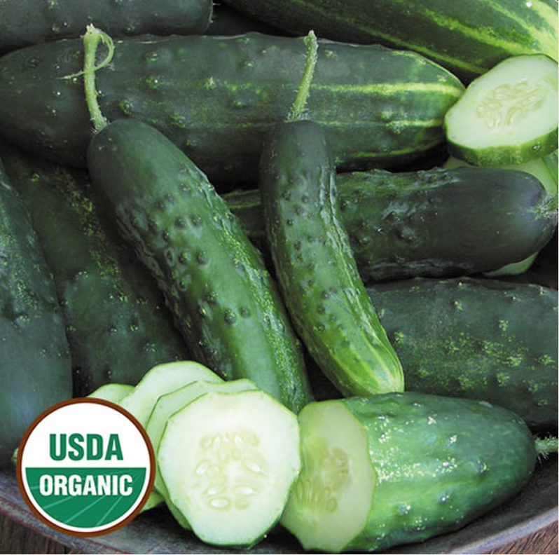 Cucumber, Early Fortune Organic Seeds