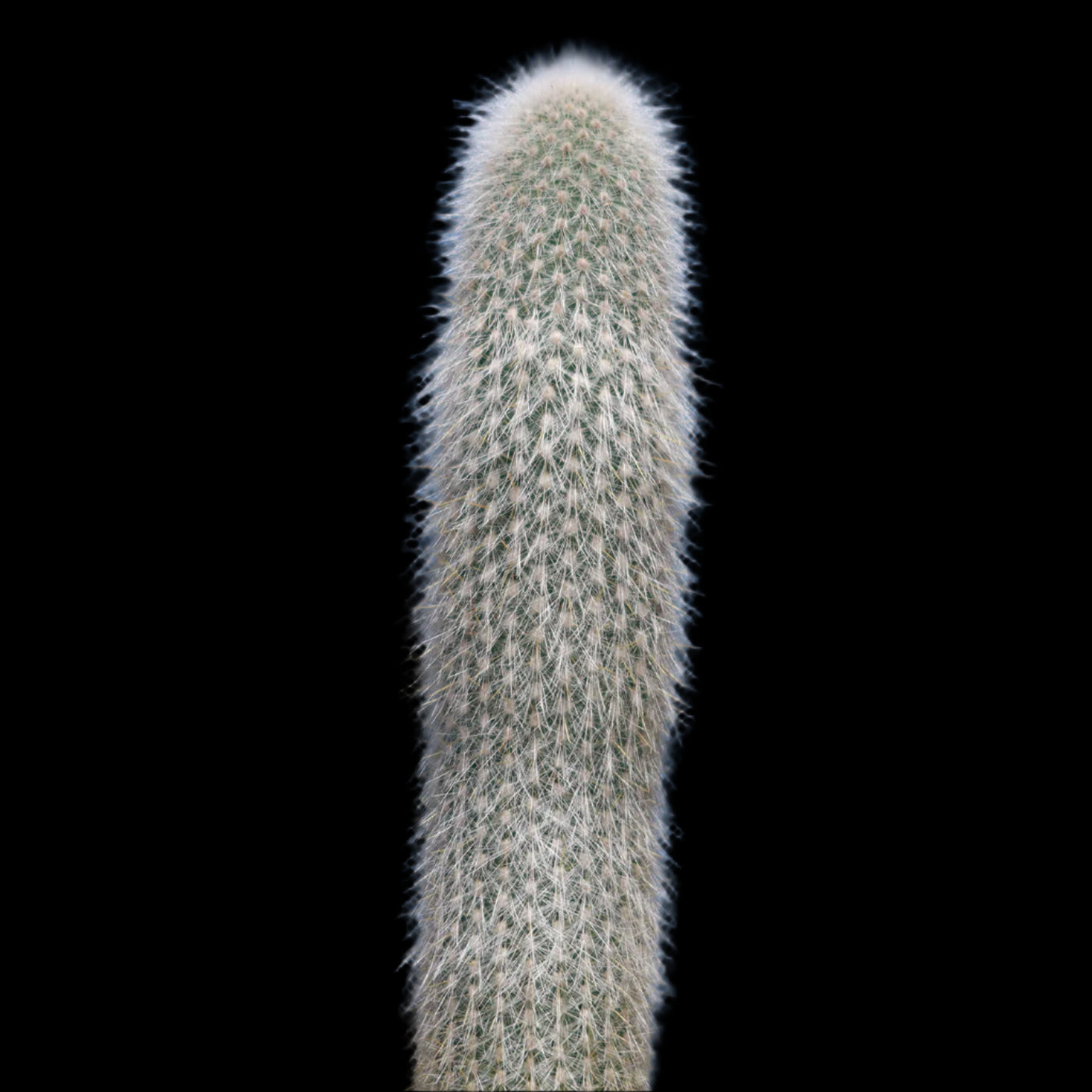 Cleistocactus strausii 'Silver Torch Cactus'