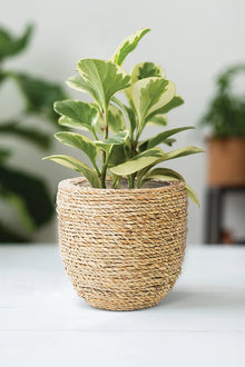 Small Seagrass Covered Planter - 6"D