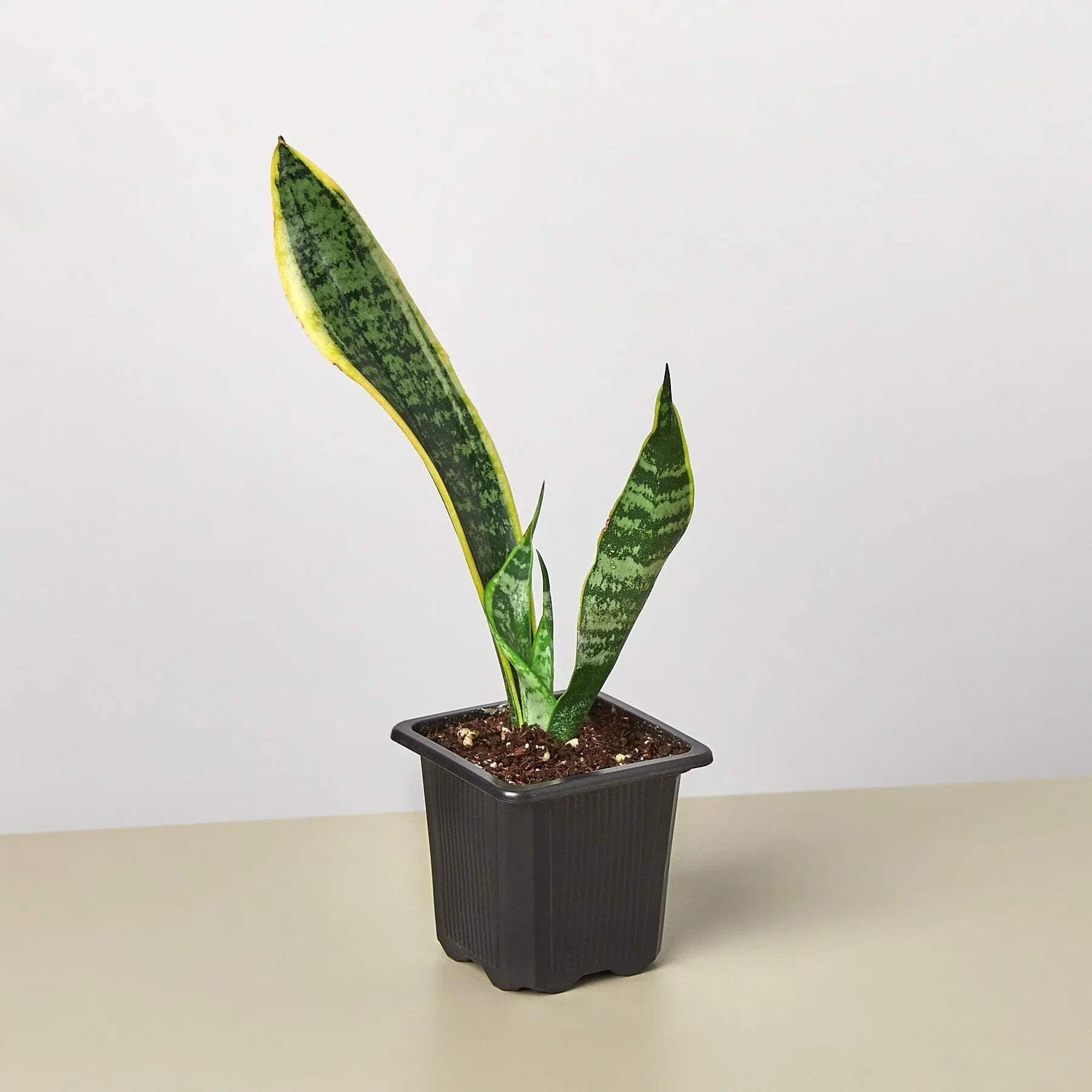 4 inch snake plant Costa Farms Sansevieria Laurentii, Snake Plant House Plant in 10 Inch(es) Pot 1 -Pack one_size