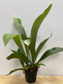 Platycerium Bifurcatum 'Staghorn Fern'