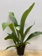 Load image into Gallery viewer, Platycerium Bifurcatum &#39;Staghorn Fern&#39;
