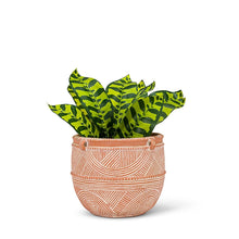 Small Terracotta Rustic Planter - 6"H