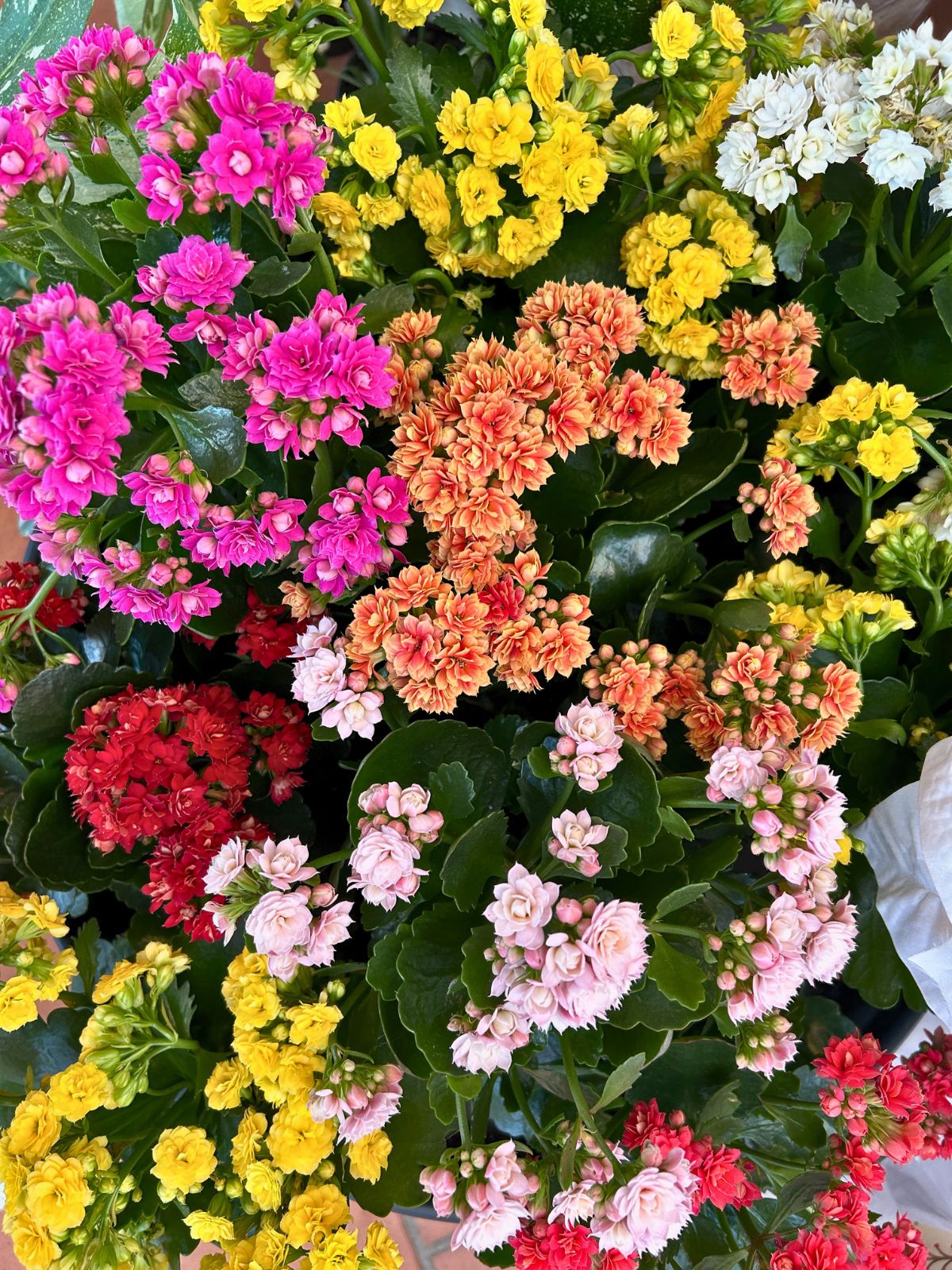 Kalanchoe 'Assorted Flower Colors'