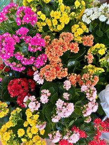Kalanchoe 'Assorted Flower Colors'