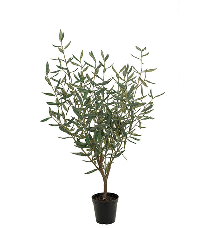 Olea europaea 'Olive Tree' - 10" Pot