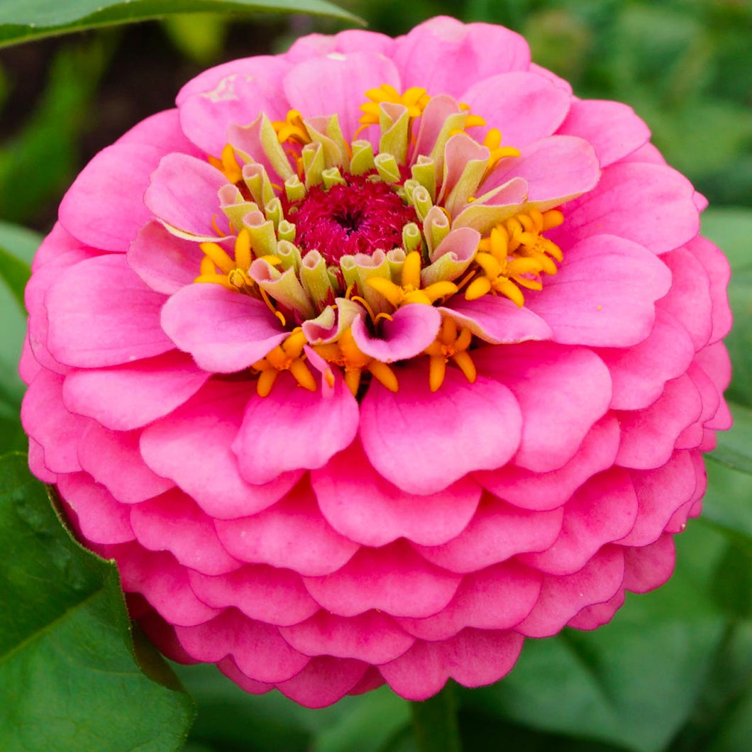 Flower, Luminosa Zinnia Seeds