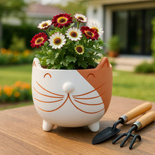 White Kitty Whiskers Planter