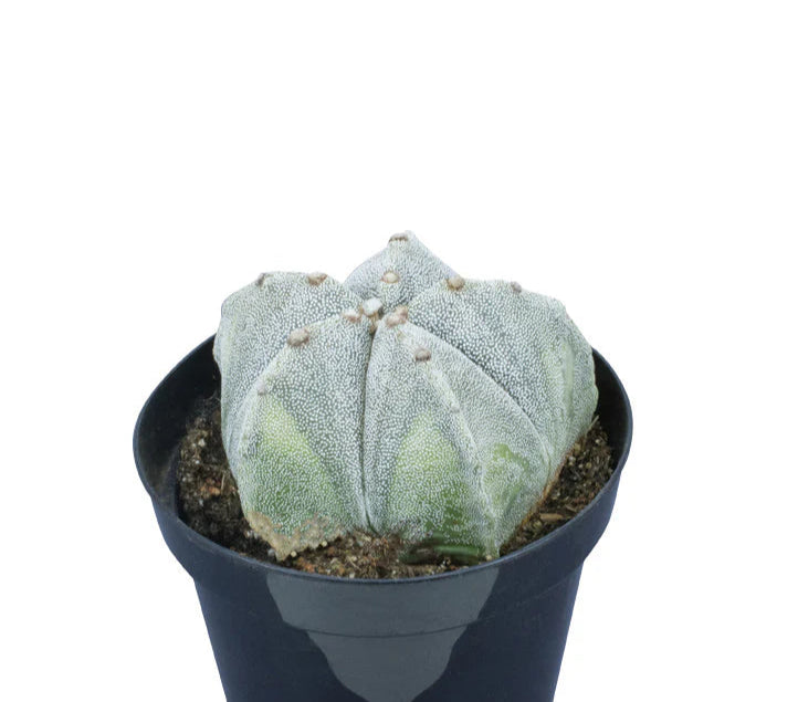 Astrophytum myriostigma 'Bishop's Cap'