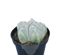 Astrophytum myriostigma 'Bishop's Cap'