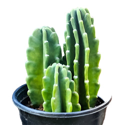 Cereus jamacaru 'Cuddly Cactus'