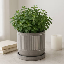 Gray Line Pattern Planter with Saucer 6"