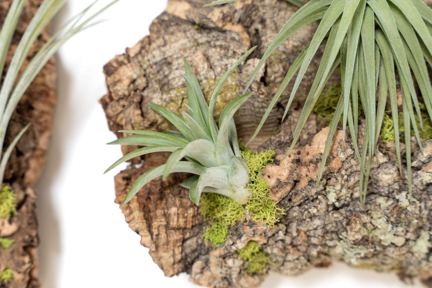 Air Plant Cork Bark Displays