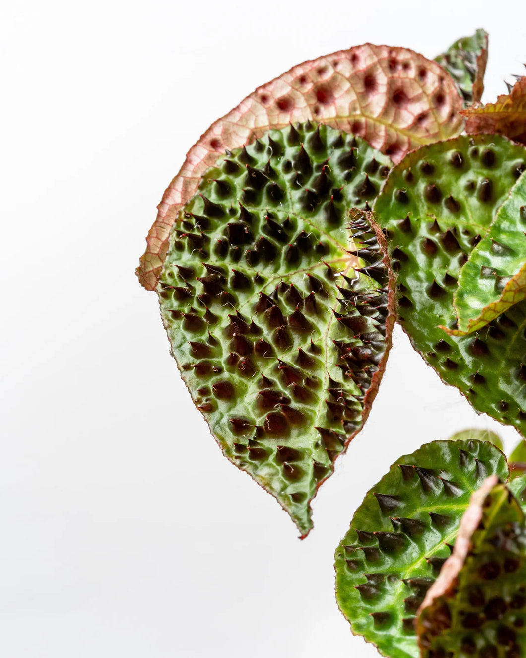 Begonia ferox