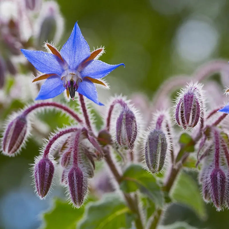 Herb, Borage Seed