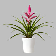 Tillandsia 'Antonio'