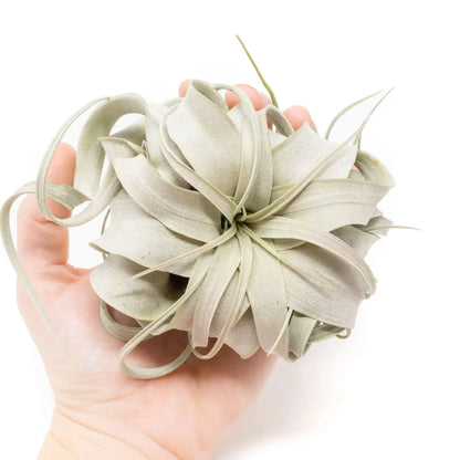 Tillandsia xerographica - Air Plant