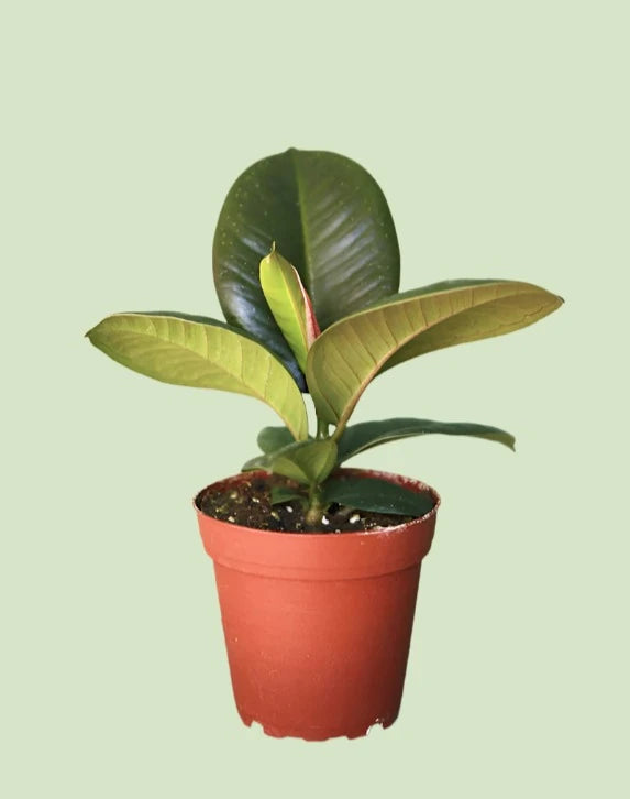 Ficus Elastica 'Sofia'