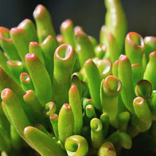 Crassula Ovata ‘Gollum Jade’