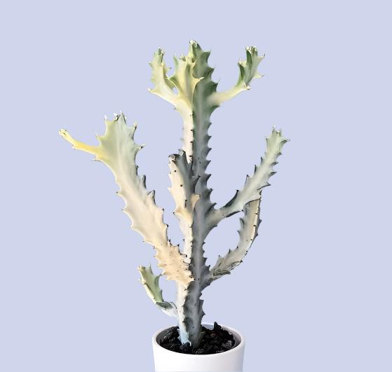 Euphorbia lactea ‘White Ghost’