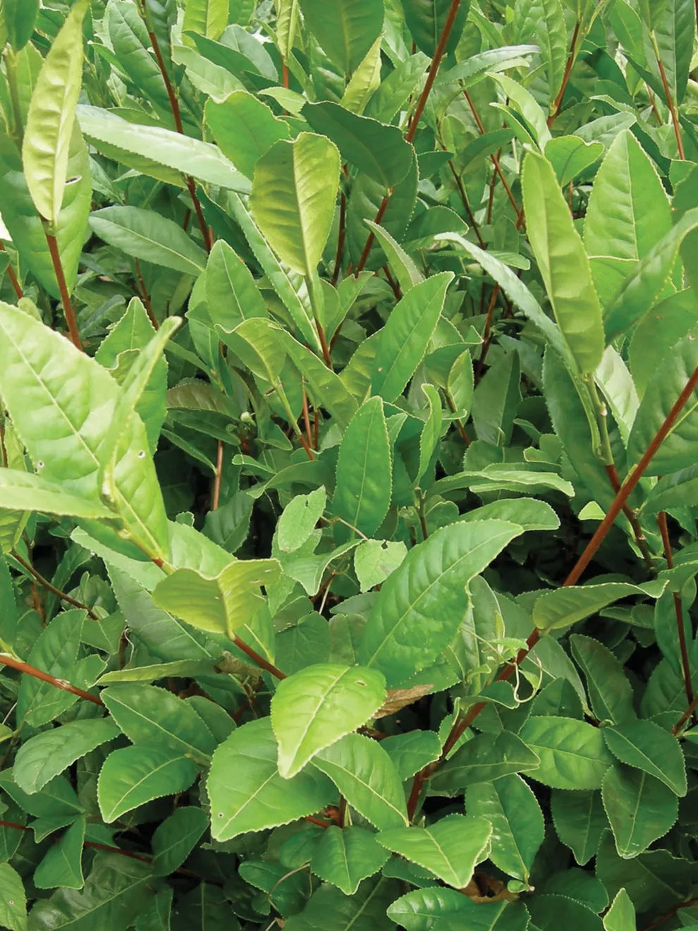 Camellia sinensis 'Tea Plant'