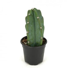 Cereus jamacaru 'Cuddly Cactus'